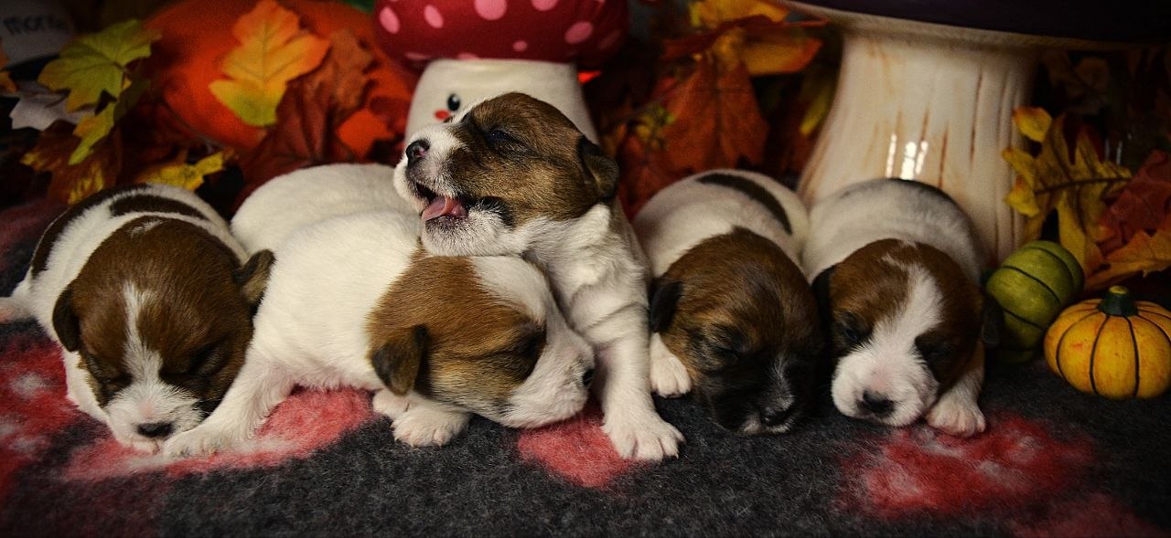 Cinque cuccioli tutti insieme di Jack Russell Terrier nati da poco