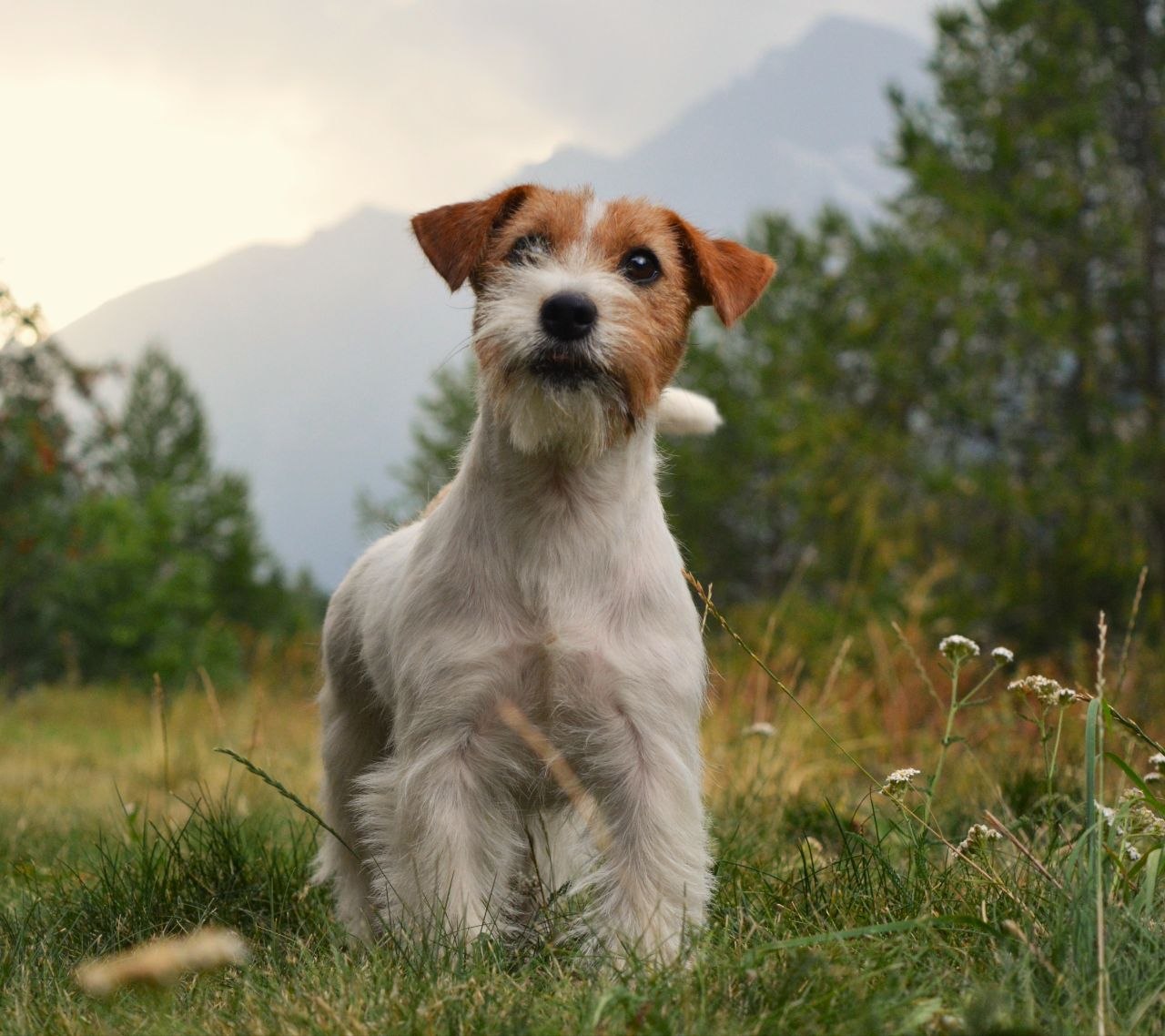 Un Jack Russell Terrier adulto con espressione curiosa