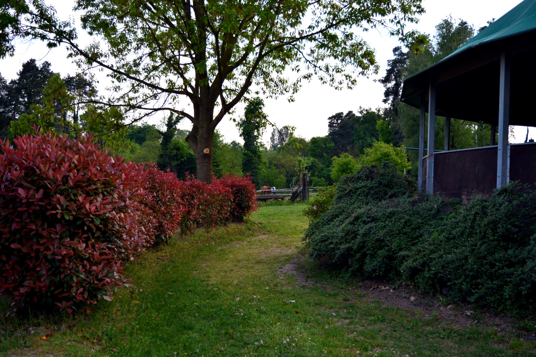 Vista parziale del tondino coperto per cavalli e vegetazione varia della Tenuta Blueberry