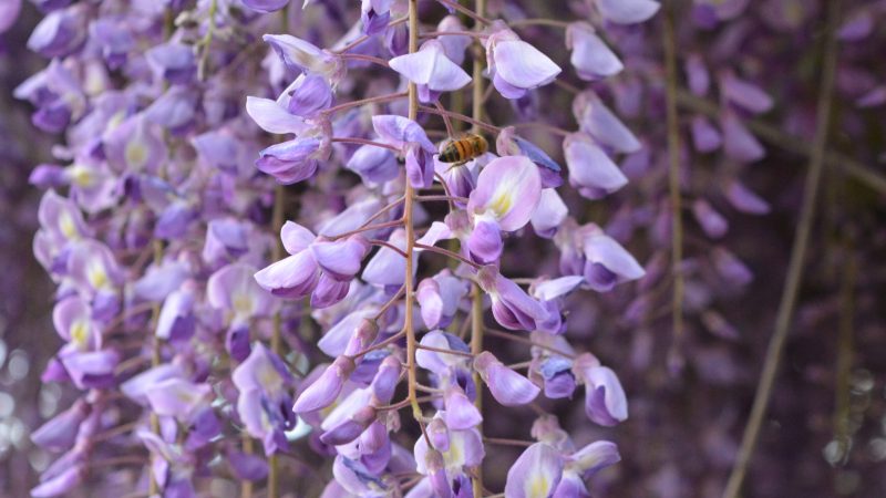 Natural scenery at Tenuta Blueberry 3
