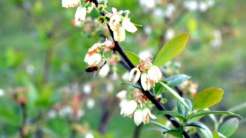 Natural scenery at Tenuta Blueberry 6