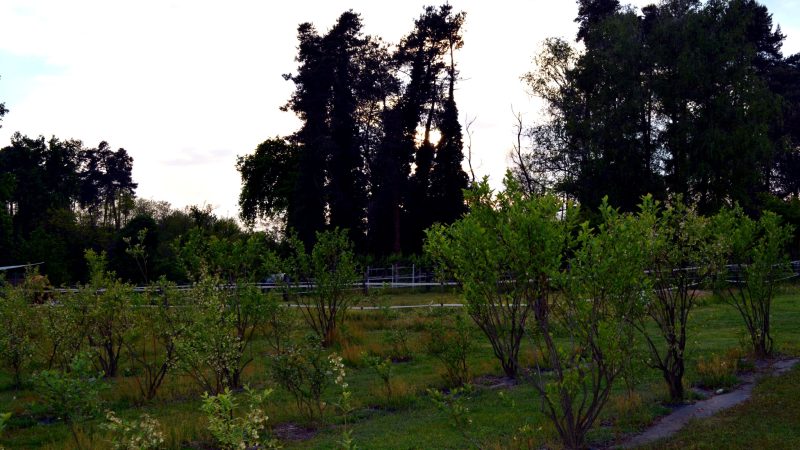 Natural scenery at Tenuta Blueberry 7