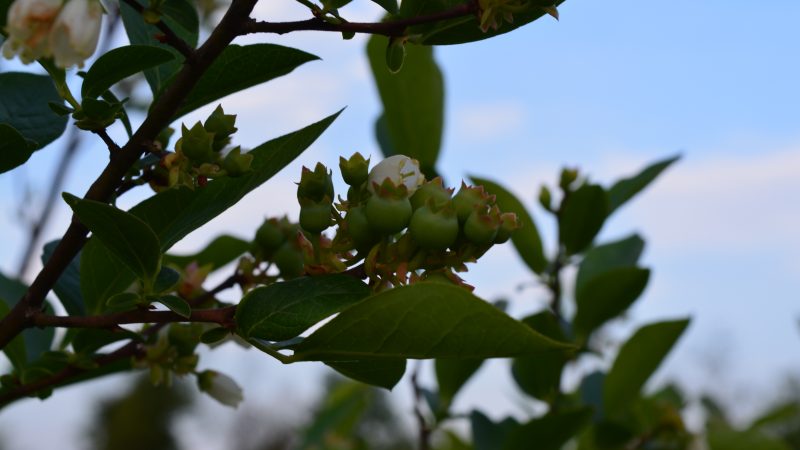 Natural scenery at Tenuta Blueberry 9