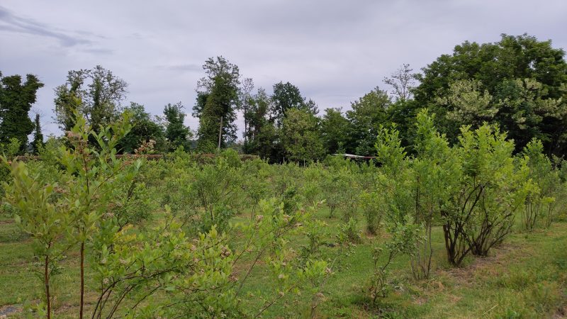 View of Tenuta Blueberry 14