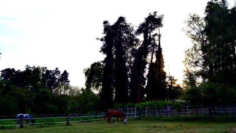 View of Tenuta Blueberry 17